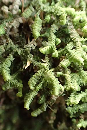 Bazzania trilobata \ Dreilappiges Peitschenmoos / Greater Whipwort, F Turquestein-Blancrupt 5.6.2018