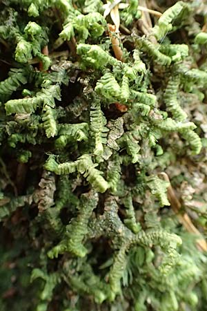 Bazzania trilobata \ Dreilappiges Peitschenmoos / Greater Whipwort, F Turquestein-Blancrupt 5.6.2018