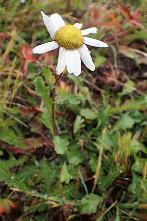 Leucanthemum vulgare \ Magerwiesen-Margerite, Frhe Wucherblume / Early Ox-Eye Daisy, F Lanslevillard 6.10.2021