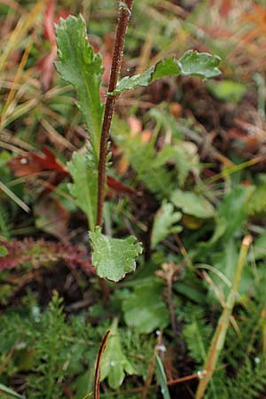 Leucanthemum vulgare \ Magerwiesen-Margerite, Frhe Wucherblume, F Lanslevillard 6.10.2021