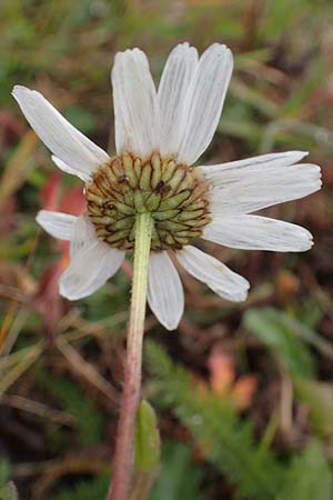 Leucanthemum vulgare \ Magerwiesen-Margerite, Frhe Wucherblume, F Lanslevillard 6.10.2021