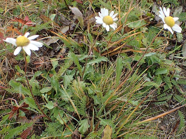 Leucanthemum vulgare \ Magerwiesen-Margerite, Frhe Wucherblume, F Lanslevillard 6.10.2021