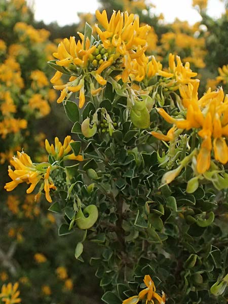 Medicago arborea / Tree Medick, F Martigues 17.3.2024