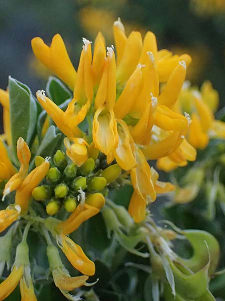 Medicago arborea \ Strauch-Schneckenklee / Tree Medick, F Martigues 17.3.2024