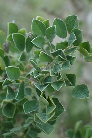 Medicago arborea \ Strauch-Schneckenklee / Tree Medick, F Martigues 17.3.2024