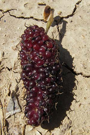 Morus alba \ Weier Maulbeerbaum / Chinese White Mulberry, F S. Gilles 26.5.2009