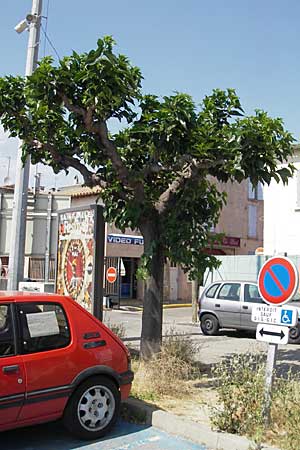 Morus alba / Chinese White Mulberry, F S. Gilles 26.5.2009