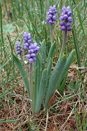 Muscari botryoides \ Kurztraubige Bisamhyazinthe, Kleine Traubenhyazinthe / Compact Grape Hyacinth, F Molines-en-Queyras 30.4.2023