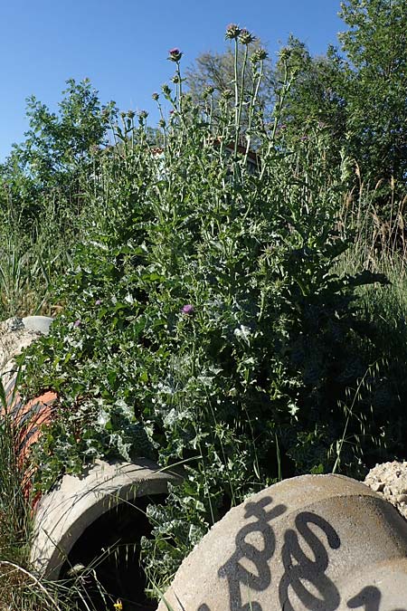 Silybum marianum \ Marien-Distel, F Camargue,  Salin-de-Giraud 3.5.2023