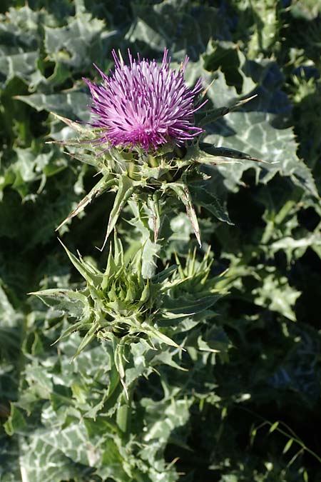 Silybum marianum \ Marien-Distel / Milk Thistle, F Camargue,  Salin-de-Giraud 3.5.2023