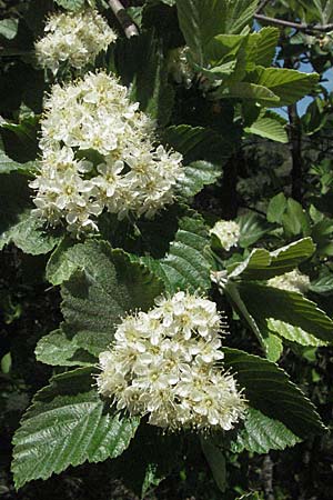 Sorbus aria \ Echte Mehlbeere / Whitebeam, F Castellane 12.5.2007