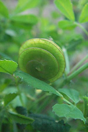 Medicago orbicularis / Button Clover, F Maures, Bois de Rouquan 12.5.2007