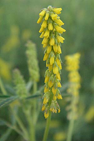 Melilotus indicus \ Indischer Honigklee, Kleinbltiger Steinklee / Small Melilot, F Camargue 13.5.2007