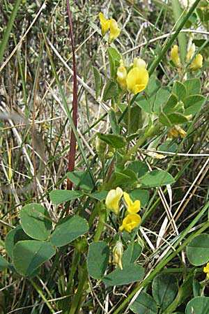 Medicago suffruticosa / Sprawling Medick, F Corbières, Talairan 13.5.2007