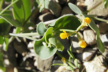 Coronilla scorpioides \ Skorpions-Kronwicke / Annual Scorpion Vetch, F Pyrenäen/Pyrenees, Prades 14.5.2007