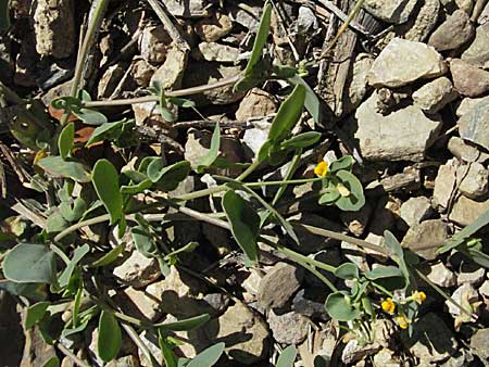 Coronilla scorpioides \ Skorpions-Kronwicke / Annual Scorpion Vetch, F Pyrenäen/Pyrenees, Prades 14.5.2007