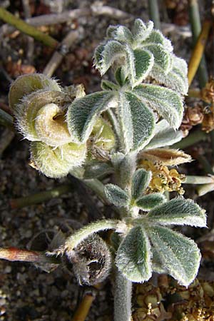 Medicago marina \ Strand-Schneckenklee / Sea Medick, F Toreilles 24.6.2008