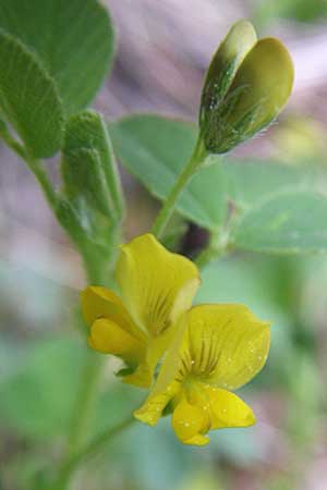 Medicago suffruticosa \ Halbstrauchiger Schneckenklee / Sprawling Medick, F Pyrenäen/Pyrenees, Eyne 25.6.2008