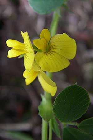 Medicago suffruticosa \ Halbstrauchiger Schneckenklee / Sprawling Medick, F Pyrenäen/Pyrenees, Eyne 25.6.2008