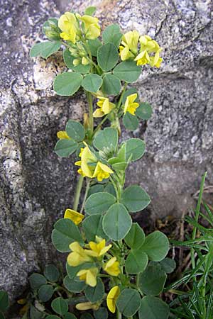 Medicago suffruticosa \ Halbstrauchiger Schneckenklee / Sprawling Medick, F Pyrenäen/Pyrenees, Eyne 25.6.2008