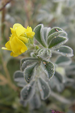 Medicago marina \ Strand-Schneckenklee / Sea Medick, F Sète 6.6.2009