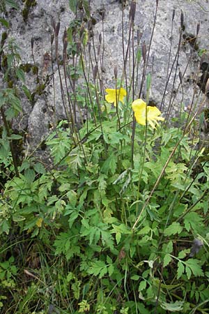 Meconopsis cambrica \ Gelber Schein-Mohn / Welsh Poppy, F Pyrenäen/Pyrenees, Col de Pourtalet 25.8.2011