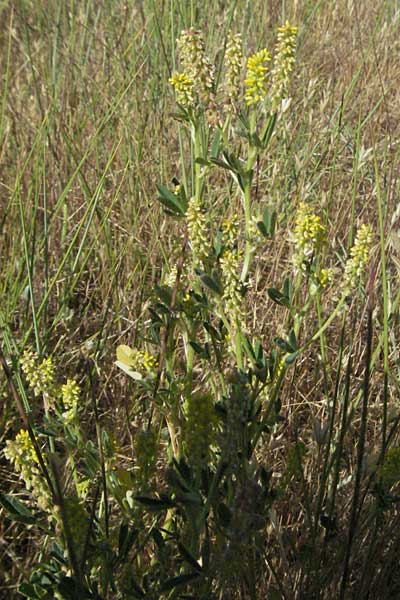 Melilotus indicus \ Indischer Honigklee, Kleinbltiger Steinklee / Small Melilot, F S. Gilles 7.6.2006