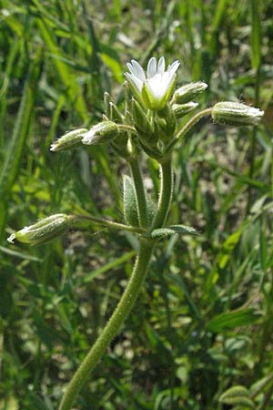 Cerastium fontanum \ Quell-Hornkraut, F Allevard 11.6.2006