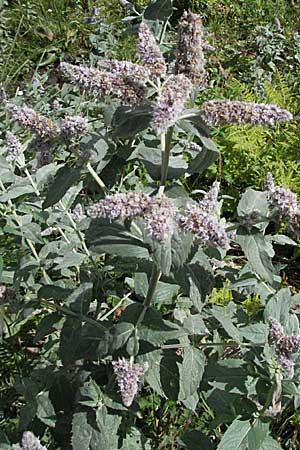 Mentha longifolia \ Ross-Minze / Horse Mint, F Pyrenäen/Pyrenees, Eyne 9.8.2006