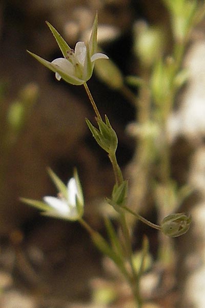 Sabulina tenuifolia subsp. hybrida \ Zarte Miere, Feinblttrige Miere / Fine-Leaved Sandwort, Slender-Leaf Sandwort, F La Couvertoirade 27.5.2009