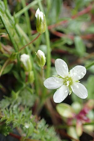 Minuartia rupestris \ Felsen-Miere / Common Rock Sandwort, F Col de la Bonette 8.7.2016