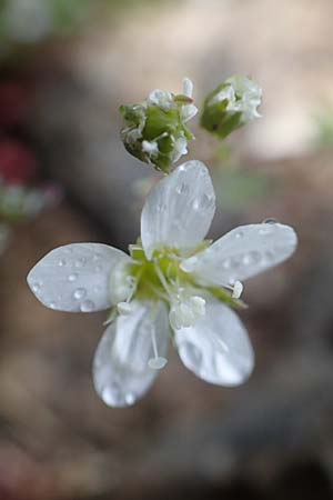 Minuartia rupestris \ Felsen-Miere / Common Rock Sandwort, F Col de la Bonette 8.7.2016