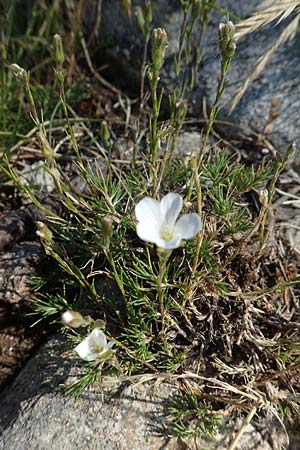 Minuartia laricifolia / Larch Leaf Sandwort, F Pyrenees, Canigou 24.7.2018