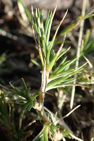 Minuartia laricifolia \ Lrchenblttrige Miere / Larch Leaf Sandwort, F Pyrenäen/Pyrenees, Canigou 24.7.2018