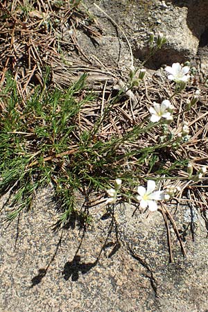 Minuartia laricifolia / Larch Leaf Sandwort, F Pyrenees, Canigou 24.7.2018