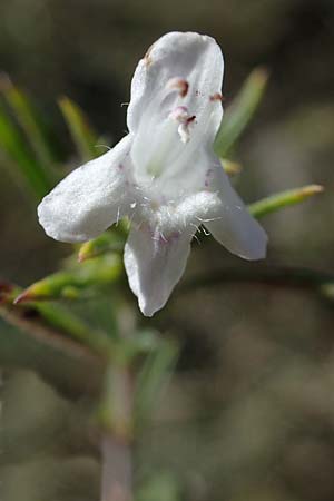 Satureja montana \ Winter-Bohnenkraut, Karst-Bergminze / Winter Savory, F Col de Vence 7.10.2021