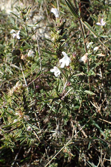 Satureja montana \ Winter-Bohnenkraut, Karst-Bergminze / Winter Savory, F Col de Vence 7.10.2021