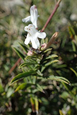 Satureja montana \ Winter-Bohnenkraut, Karst-Bergminze / Winter Savory, F Col de Vence 7.10.2021