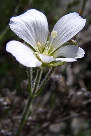 Minuartia laricifolia / Larch Leaf Sandwort, F Pyrenees, Latour de Carol 26.6.2008