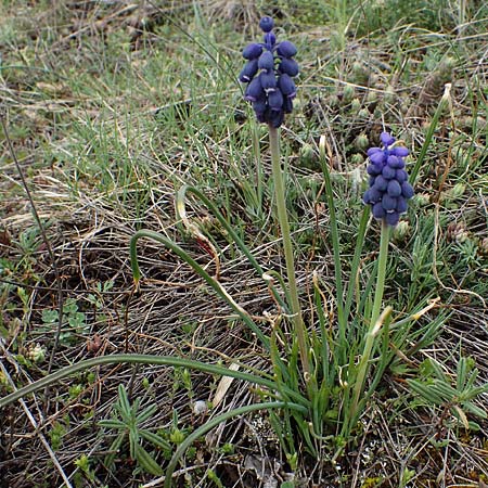 Muscari neglectum \ bersehene Traubenhyazinthe, Weinbergs-Trubel, F Champcella 29.4.2023