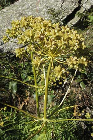 Molopospermum peloponnesiacum \ Striemensame, F Pyrenäen, Eyne 9.8.2006