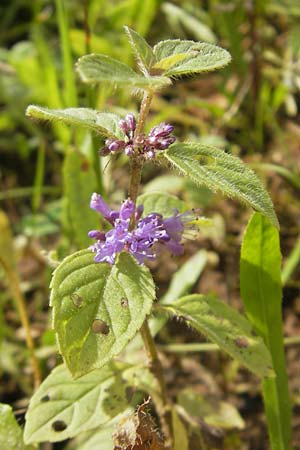 Mentha arvensis \ Acker-Minze / Corn Mint, F Bitche 4.9.2010