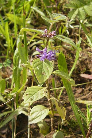 Mentha arvensis \ Acker-Minze / Corn Mint, F Bitche 4.9.2010