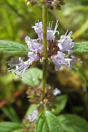 Mentha arvensis / Corn Mint, F Bitche 4.9.2010