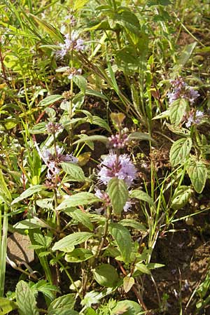 Mentha arvensis \ Acker-Minze / Corn Mint, F Bitche 4.9.2010