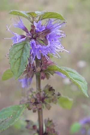 Mentha arvensis / Corn Mint, F Bitche 4.9.2010