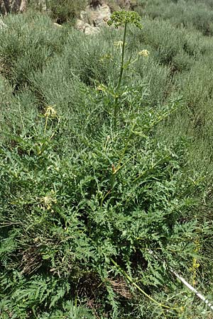 Molopospermum peloponnesiacum \ Striemensame / Striped Hemlock, F Pyrenäen/Pyrenees, Col de Mantet 28.7.2018