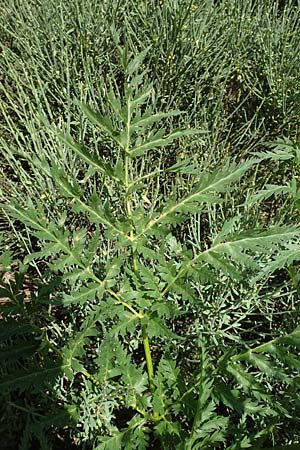 Molopospermum peloponnesiacum \ Striemensame, F Pyrenäen, Col de Mantet 28.7.2018