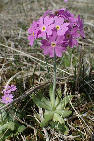 Primula farinosa \ Mehl-Primel / Bird's-Eye Primrose, F Jura,  Saint-Laurent-en-Grandvaux 5.5.2023