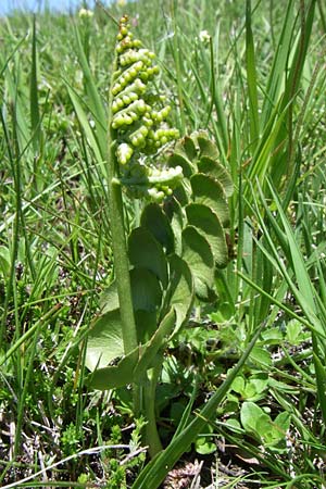 Botrychium lunaria \ Mondraute / Moonwort, F Pyrenäen/Pyrenees, Puymorens 26.6.2008